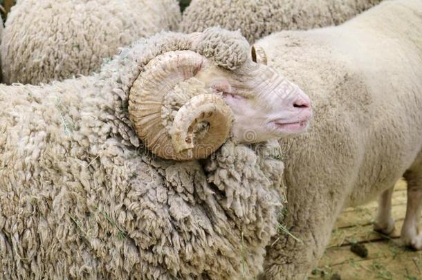 代表会议美利奴羊羊是（be的三单形式一有蹄的m一mm一l