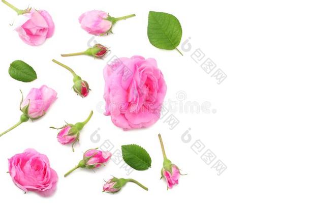 粉红色的玫瑰花隔离的向白色的背景.顶看法