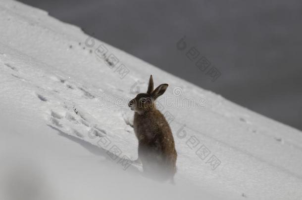 山野兔,天兔座胆小的人,在的时候十月仍采用夏coagulase凝固酶