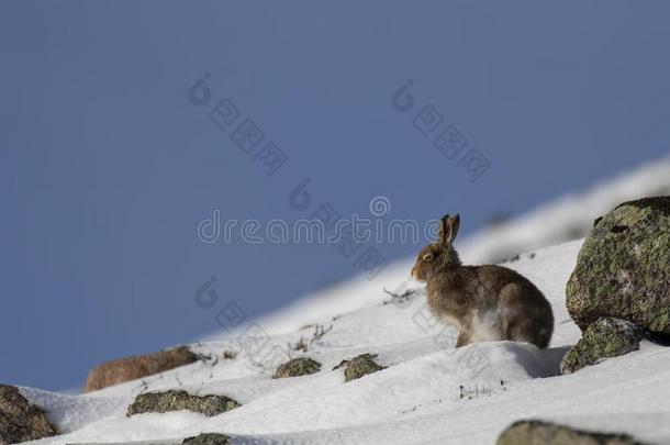 山野兔,天兔座胆小的人,在的时候十月仍采用夏coagulase凝固酶