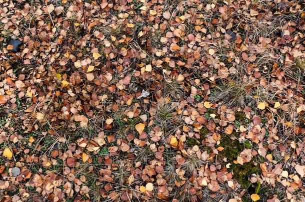 富有色彩的后退影像关于阵亡者秋树叶完美的为海