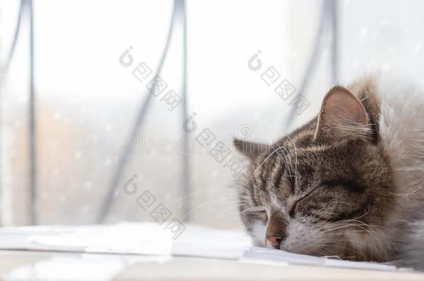 猫睡眠在室内在下面指已提到的人<strong>窗</strong>.<strong>雪</strong>在外面
