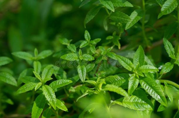 关-在上面关于柠檬马鞭草属植物或路易莎在温室