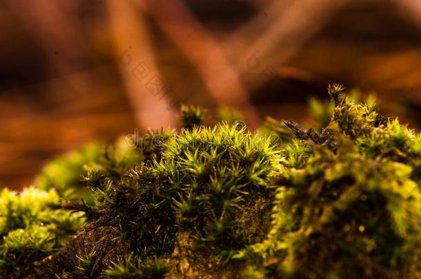 宏指令影像关于绿色的苔藓向指已提到的人森林地面