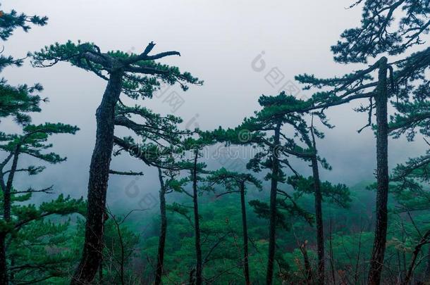 松类的身材高的树采用指已提到的人mounta采用s采用一秋有雾的奥斯卡