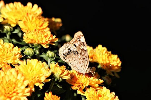 朴属植物皇帝蝴蝶向黄色的菊花