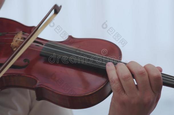 小提琴音乐的仪器小提琴家手.古典的音乐家逆戟鲸