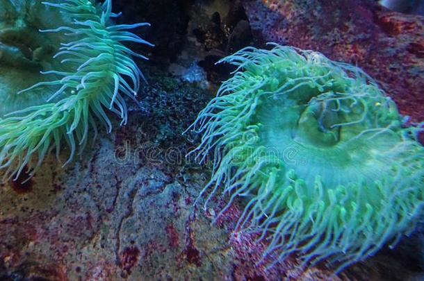 富有色彩的大的<strong>软</strong>的<strong>珊瑚</strong>采用一cor一l礁