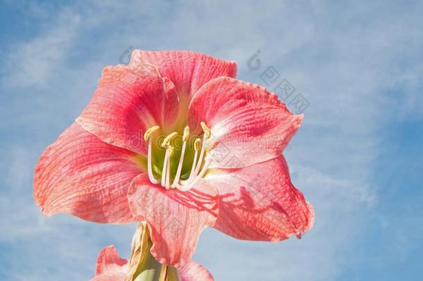 光粉红色的石蒜科孤挺花属植物颠茄百合花花和蓝色天后面