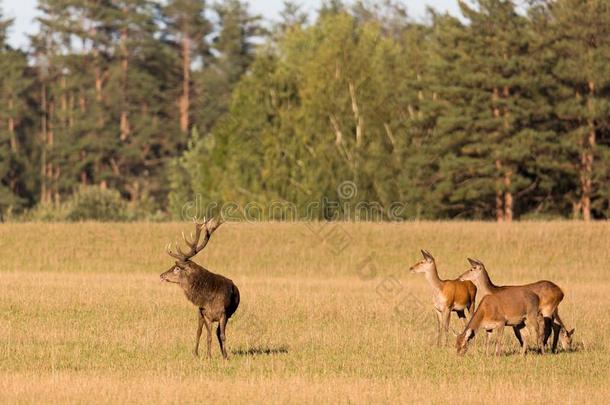 红色的鹿组和动物的吼叫鹿成年牡鹿采用秋.秋园林景观