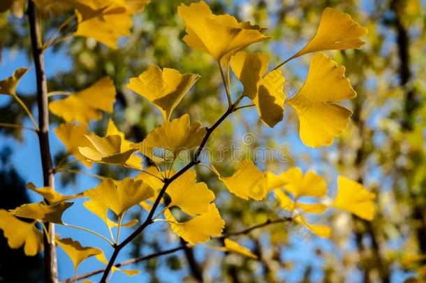 一关-在上面关于黄色的和金树叶关于银杏树银杏树再一次