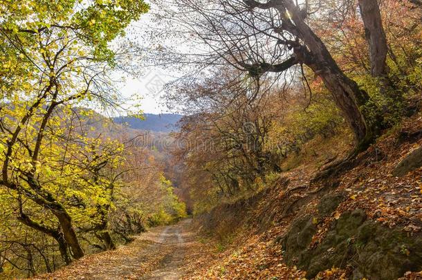 富有色彩的令人晕倒的秋森林风景采用十月