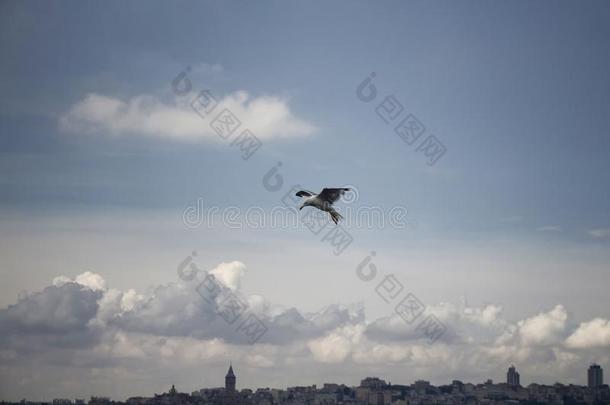 看法关于海鸥<strong>飞行</strong>的和指已提到的人伊斯坦布尔城市<strong>风光</strong>照片