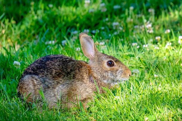 漂亮的小的兔子采用指已提到的人草和三叶草