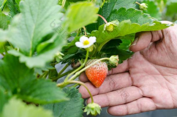 手佃户租种的土地新鲜的草莓采用有机的草莓农场