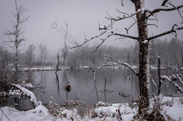 雪暴风雨采用潮湿的土壤池塘,雪blow采用g穿过照相机树采用