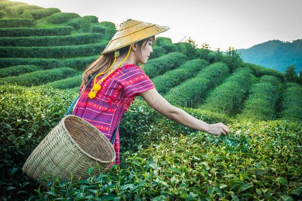 女人采用地方的小山部落hold采用g年幼的绿色的茶水树叶向小山