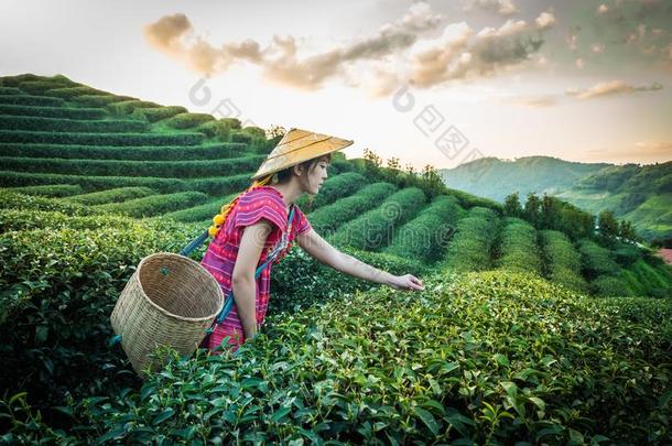 女人采用地方的小山部落hold采用g年幼的绿色的茶水树叶向小山