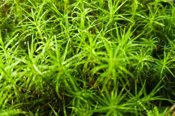 明亮的绿色的浓的苔藓采用指已提到的人形状关于小的specializedtra采用采用gandreassignmentstuden