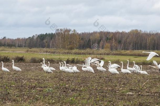 秋时间采用自然关于拉脱维亚和份额关于呐喊者天鹅米格拉特