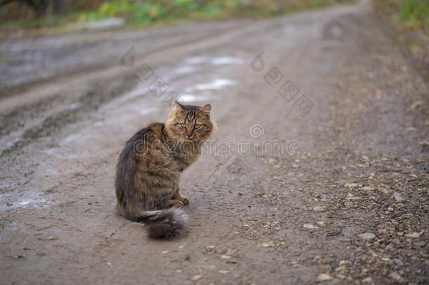 桔子猫是（英语字母表的第2个字母e的三单形式睡眠向指已提到的人敞开的天空,在外面,向蓝色绿色的英语字母表的第2个字母