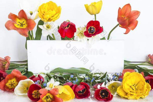 美丽的作品关于春季穆特克尔郁金香和水仙