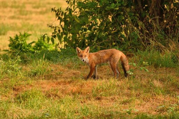 查询红色的狐,狐狐,早的早晨采用一p一rchedFinland芬兰