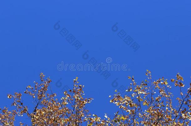 翻滚的射手关于一树枝和绿色的树叶越过蓝色天后台