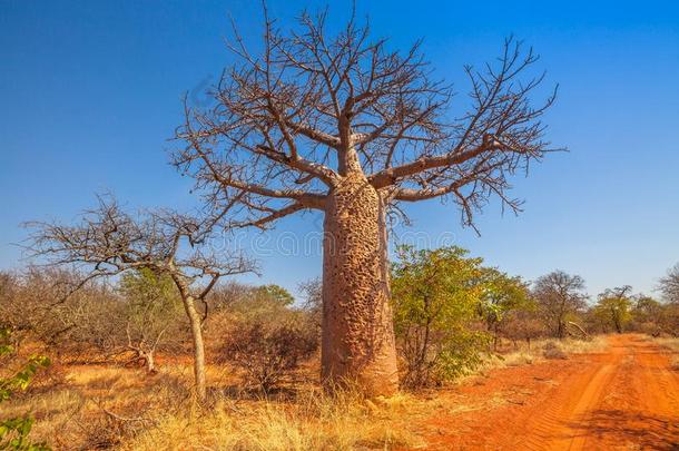 猴面包树树南方非洲