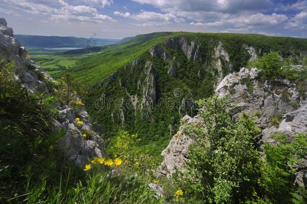 黄色的花越过剖面图泰克纳瓦山峡