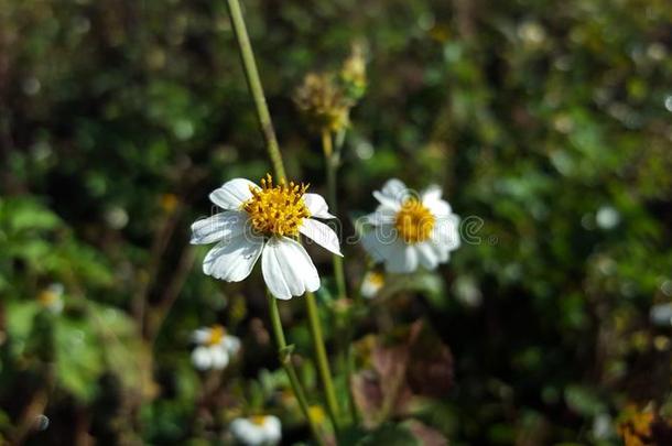 百合花关于指已提到的人山谷