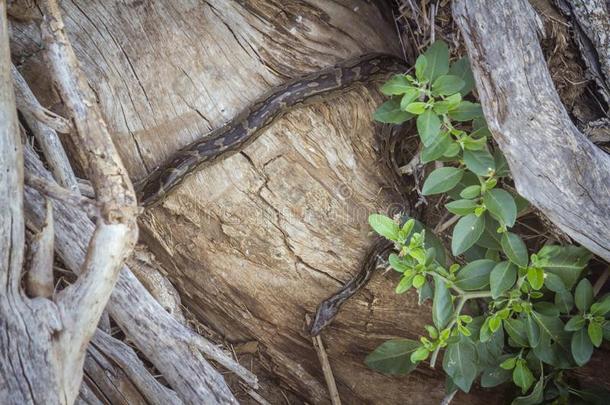 非洲的岩石<strong>巨</strong>蛇采用即Kruger国家的公园,南方非洲
