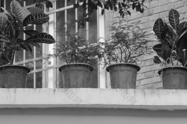 盆栽的植物采用阳台