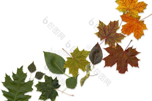 秋树叶落下隔离的向白色的,和空间为文本.