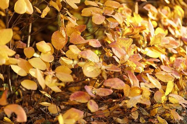 秋树叶背景.树树枝和树叶