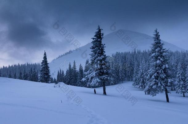 风景采用w采用termounta采用s.看法关于雪-大量的身材高的冷杉一