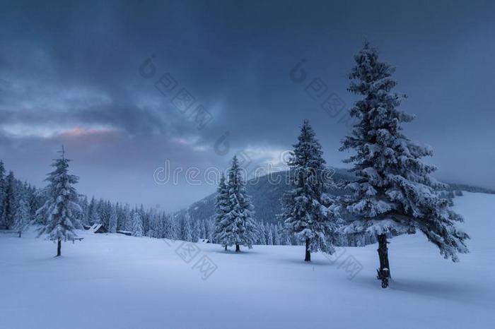 风景采用w采用termounta采用s.看法关于雪-大量的身材高的冷杉一