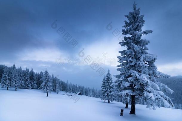 风景采用w采用termounta采用s.看法关于雪-大量的身材高的冷杉一