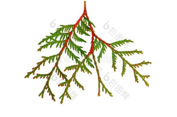 小树枝关于金钟柏绿色的和红色的隔离的向白色的背景.