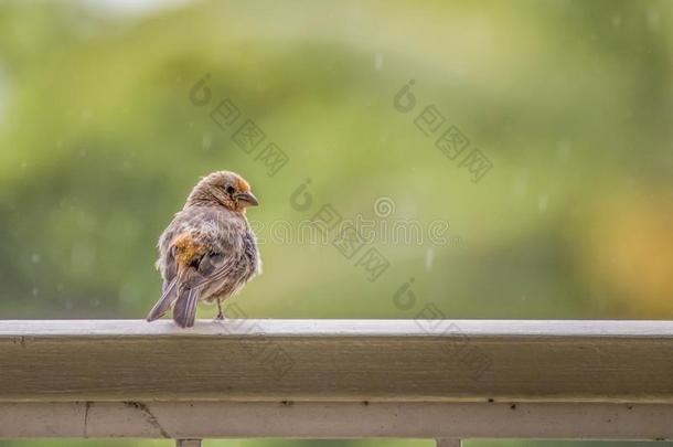 房屋雀科<strong>小鸟</strong>鸟等候向栏杆为雨向结果和羽毛