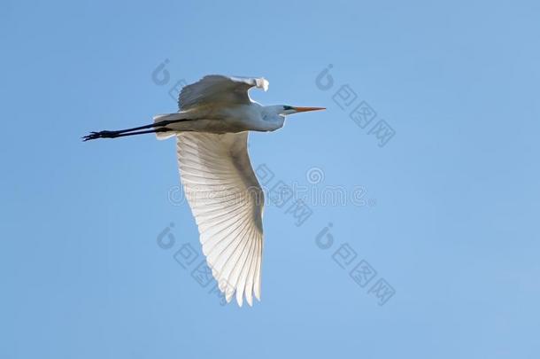 伟大的白鹭阿尔代亚晨曲,一l一rge白色的鹭鸟采用飞行一g一