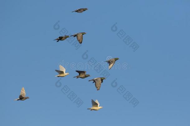 兽群关于速度速度比赛鸽子飞行的反对清楚的蓝色天