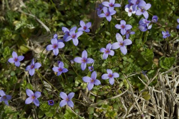 极小的开蓝花的植物碧海情缘-Houstonia帕西拉