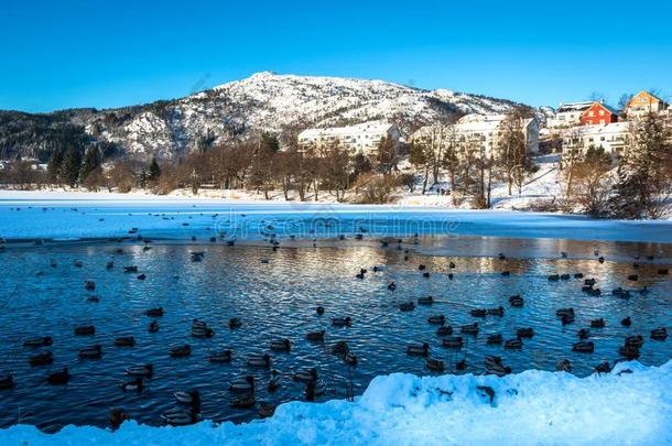 冬风景和下雪的山和鸭采用一冷冻的湖