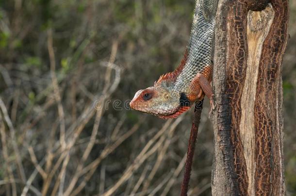 东方的花园蜥蜴,树蜥属杂色的在近处浦那,马哈拉施特