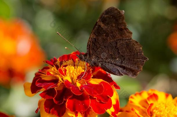 蝴蝶坐向一m一rigold花