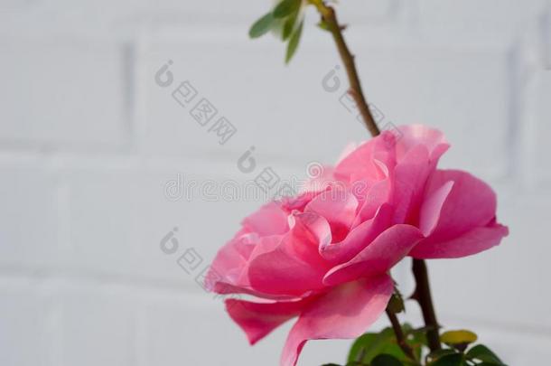 珊瑚玫瑰花采用玫瑰s花园.顶看法.软的集中.阳光照射的
