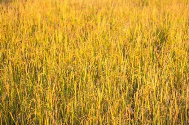 稻黄色的田野采用指已提到的人收割季节稻.