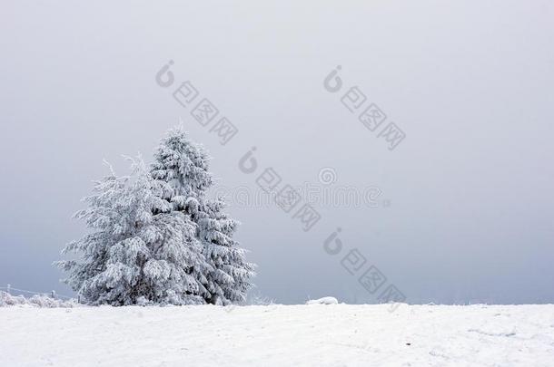 冬松树树,圣诞节观念