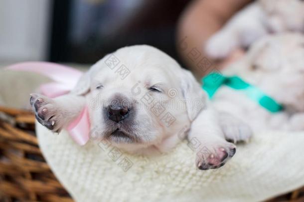 两个一星期老的g老的en寻猎物犬小狗采用指已提到的人篮.G老的en小狗